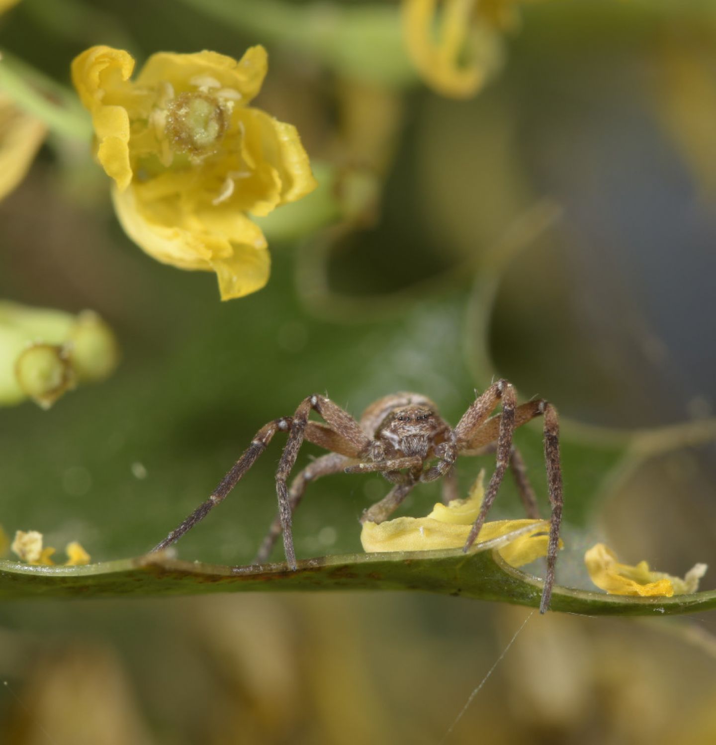 Philodromidae - Novi Ligure (AL)